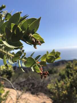 Слика од Arctostaphylos refugioensis Gankin