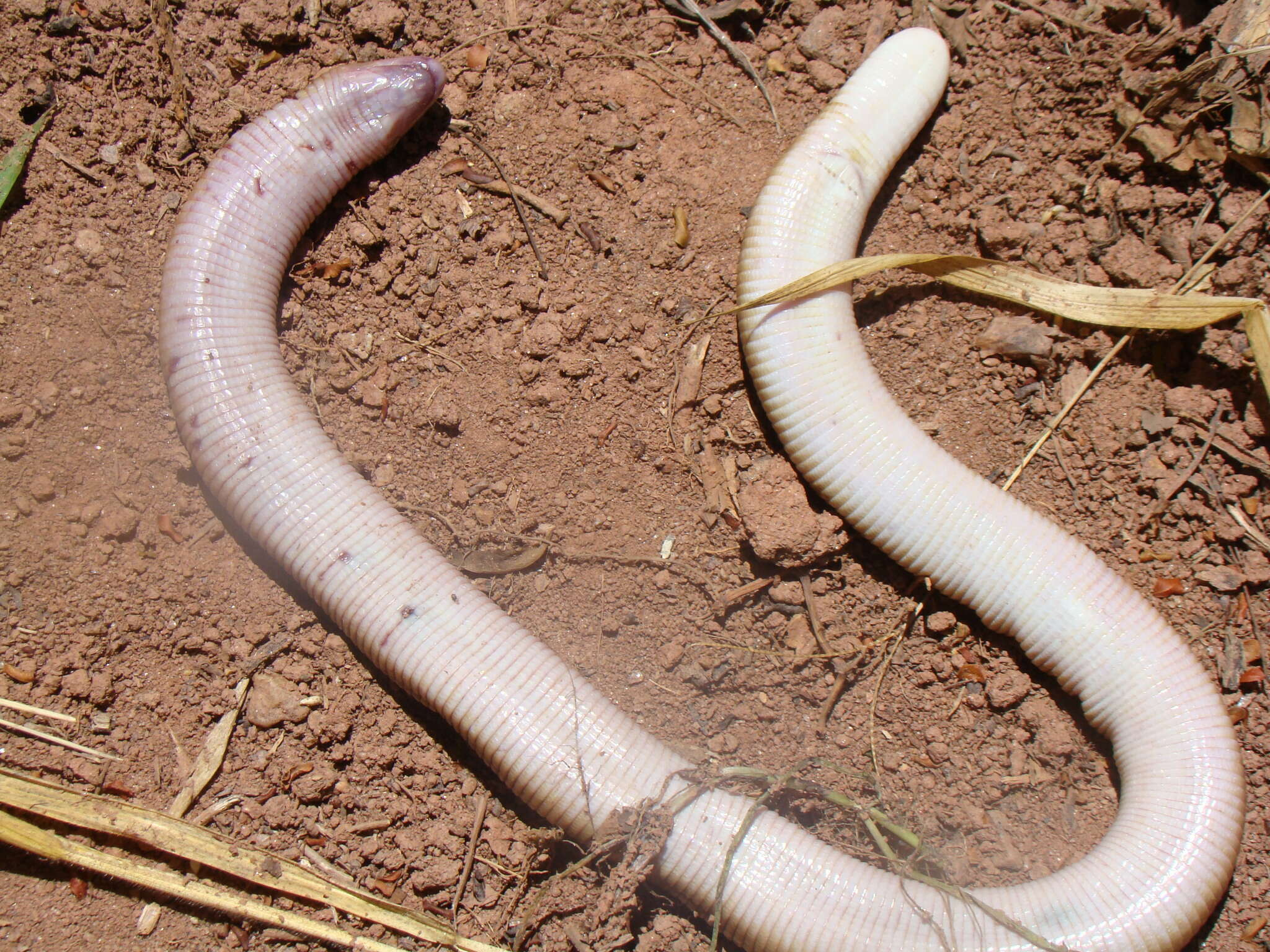 Image of Red Worm Lizard