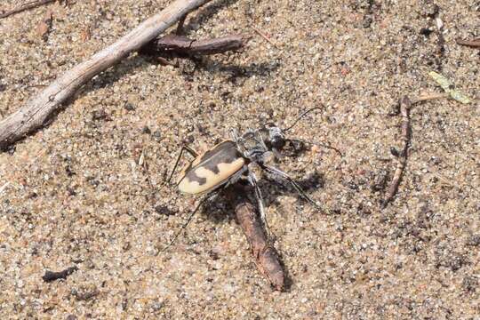 Image of Big Sand Tiger Beetle