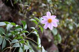 Image of Dahlia pteropoda Sherff