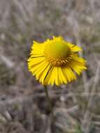 Imagem de Helenium drummondii H. Rock