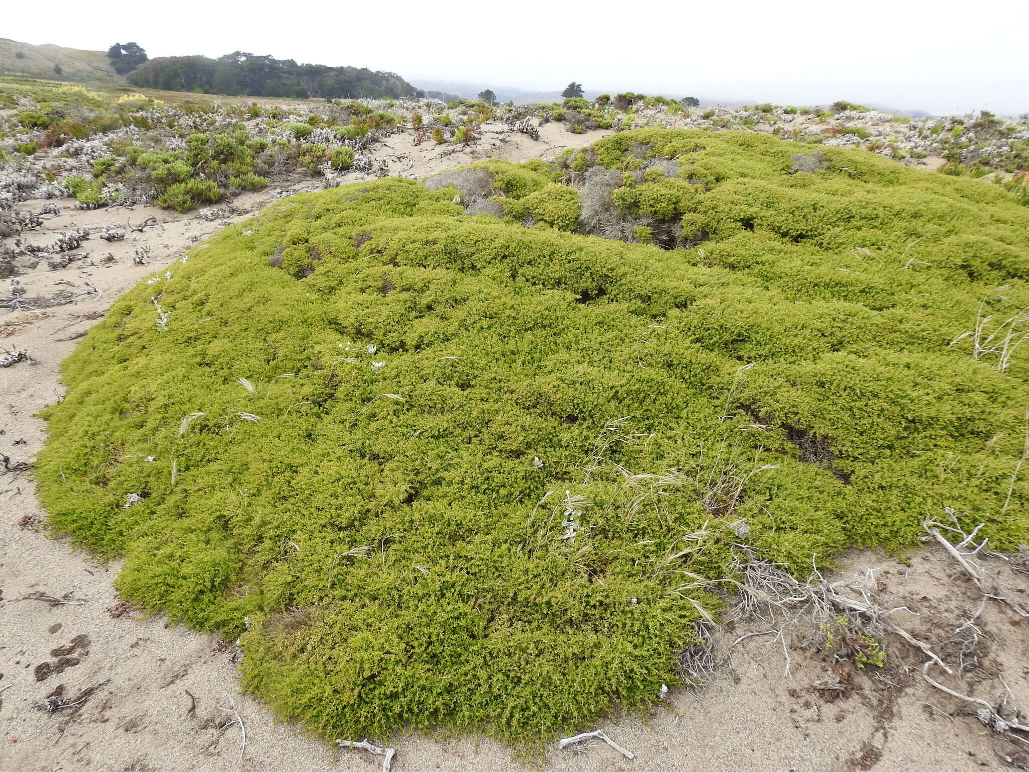 Image of Baccharis pilularis subsp. pilularis