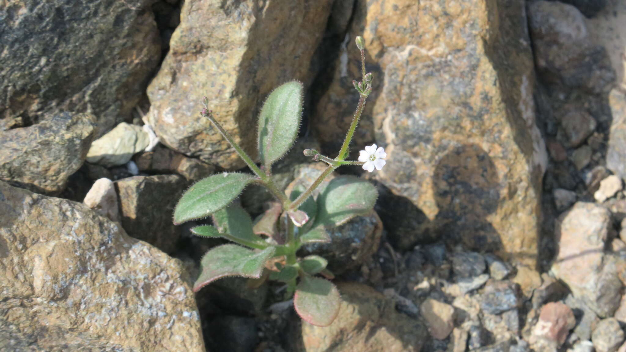 Image of Psammophiliella bellidifolia (Boiss.) S. S. Ikonnikov