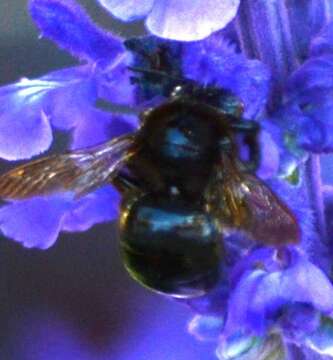 Image of Xylocopa tabaniformis orpifex Smith 1874