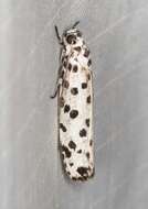 Image of Ethmia clytodoxa Turner 1917