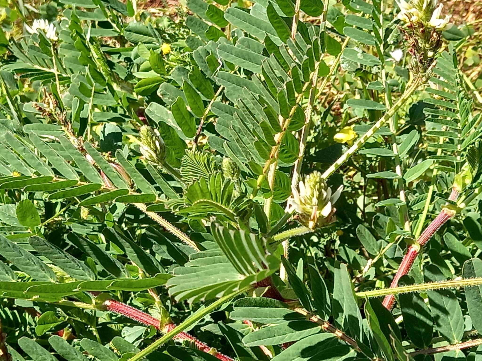 Image of Yellow Milk-vetch