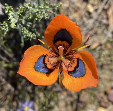 Image of Moraea tulbaghensis L. Bolus