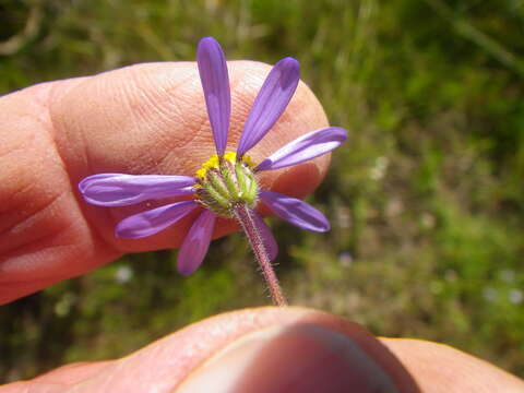 Image de Felicia amoena subsp. latifolia Grau