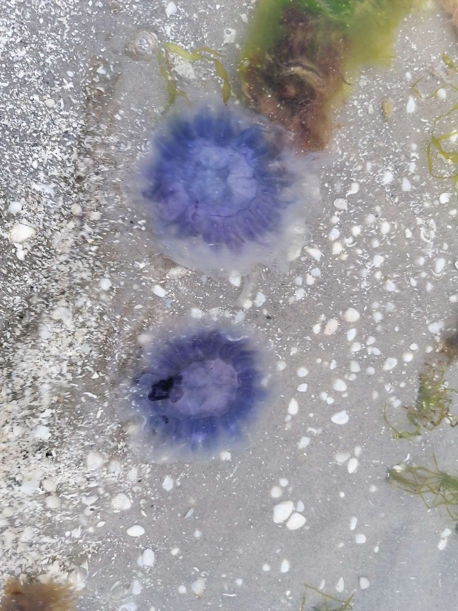 Image of Blue Jellyfish