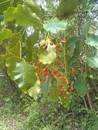 Image of Florida poisontree