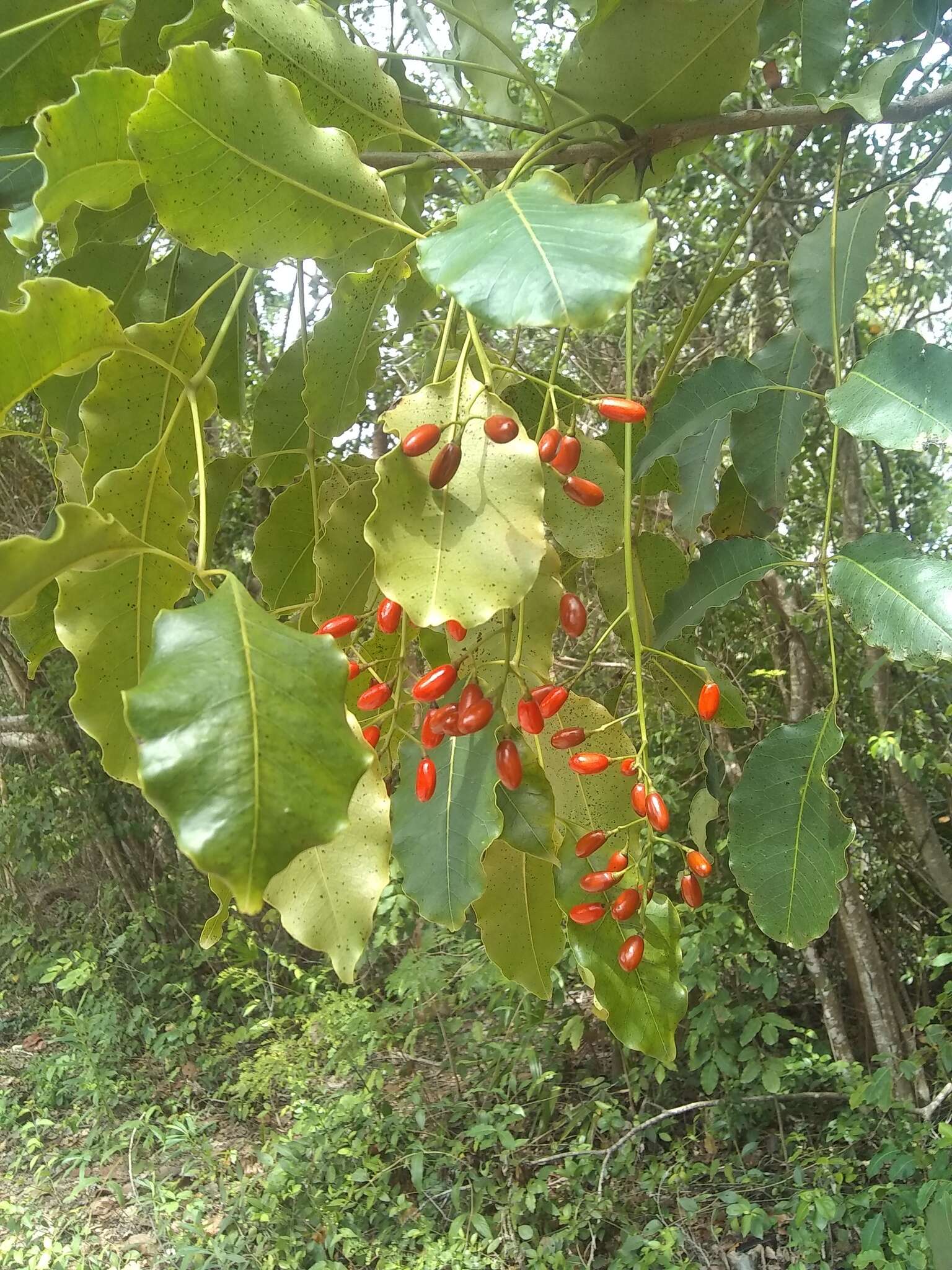 Image of Florida poisontree