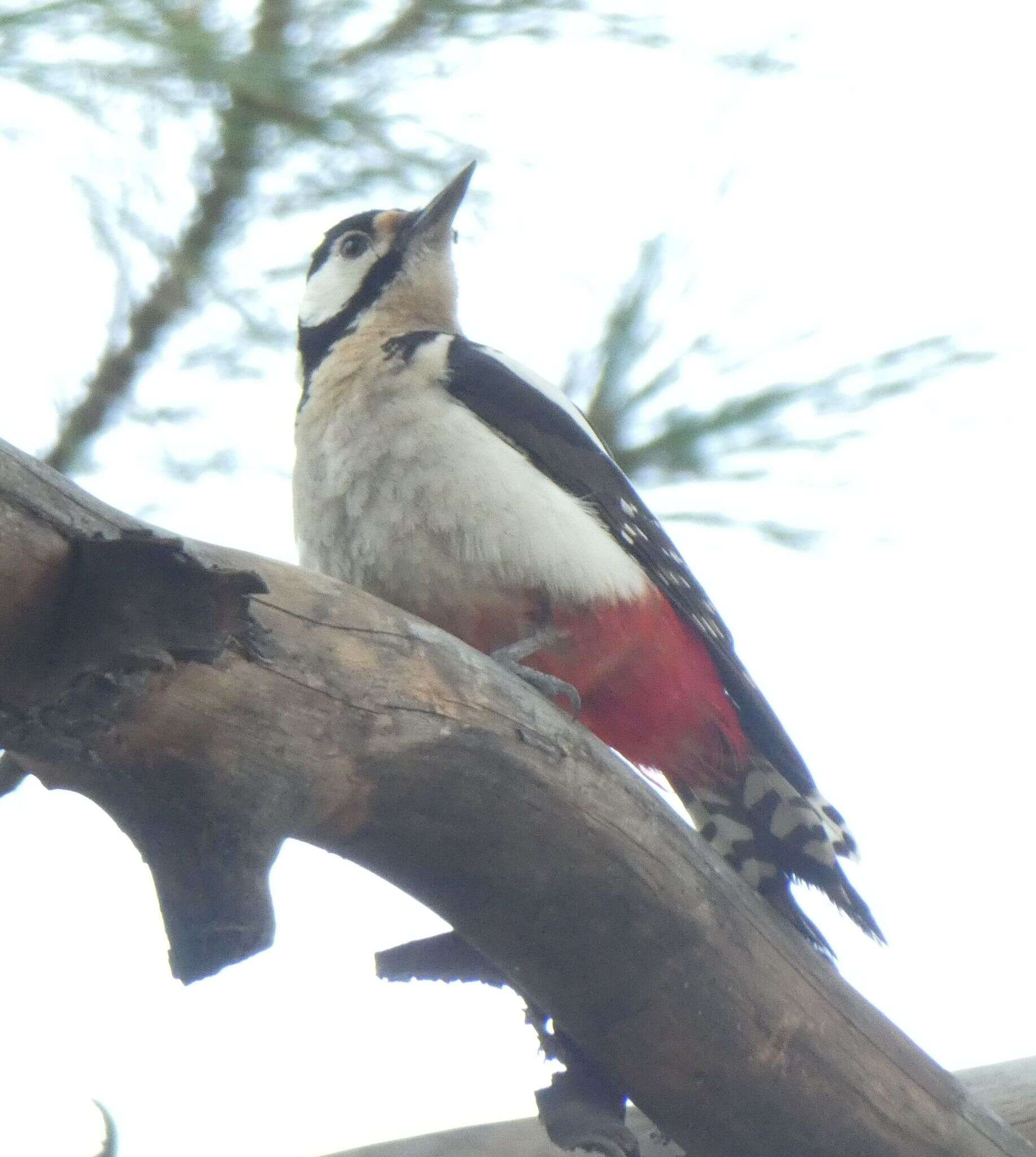 Image of Dendrocopos major thanneri le Roi 1911