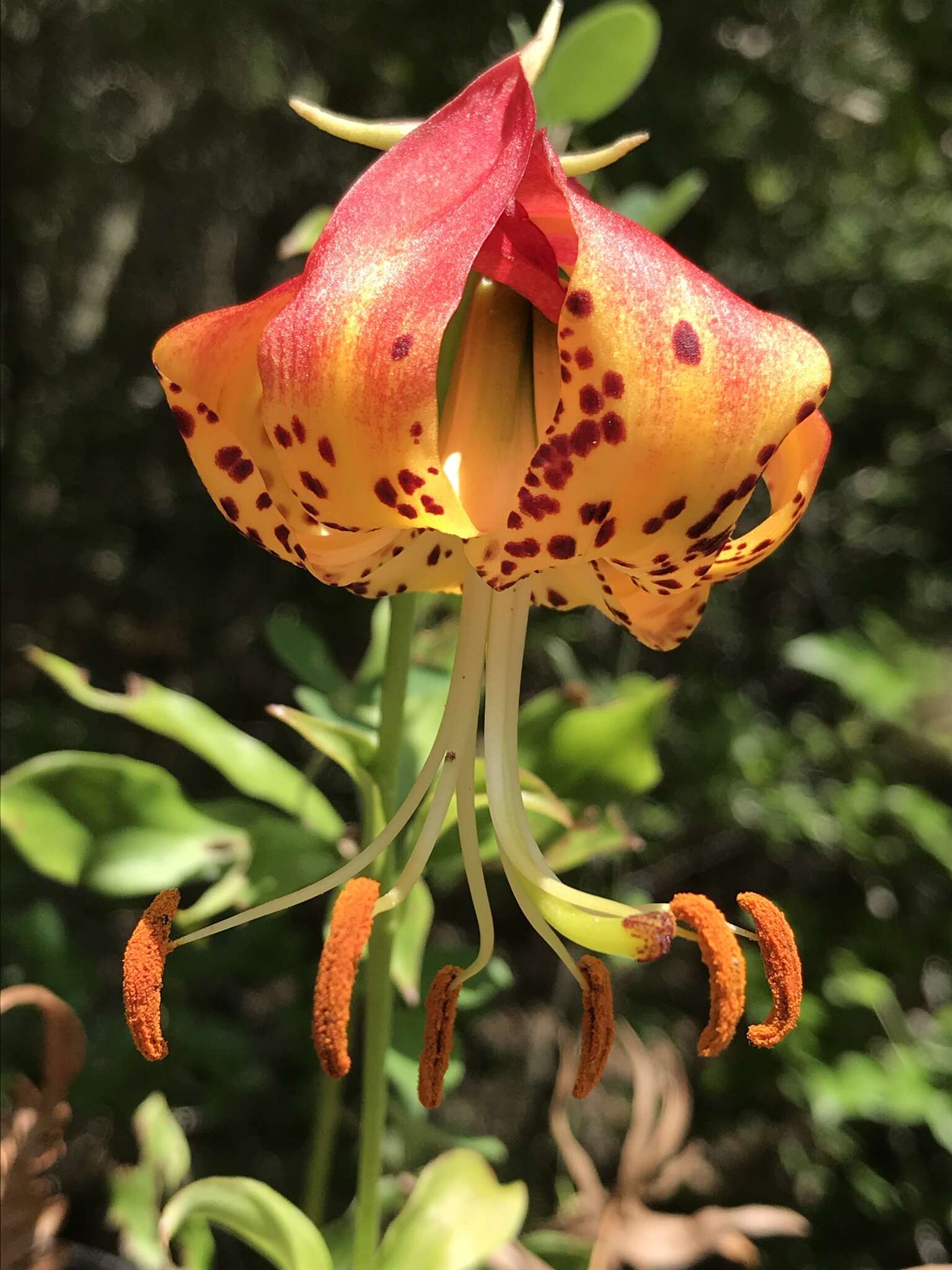 Lilium michauxii Poir. resmi