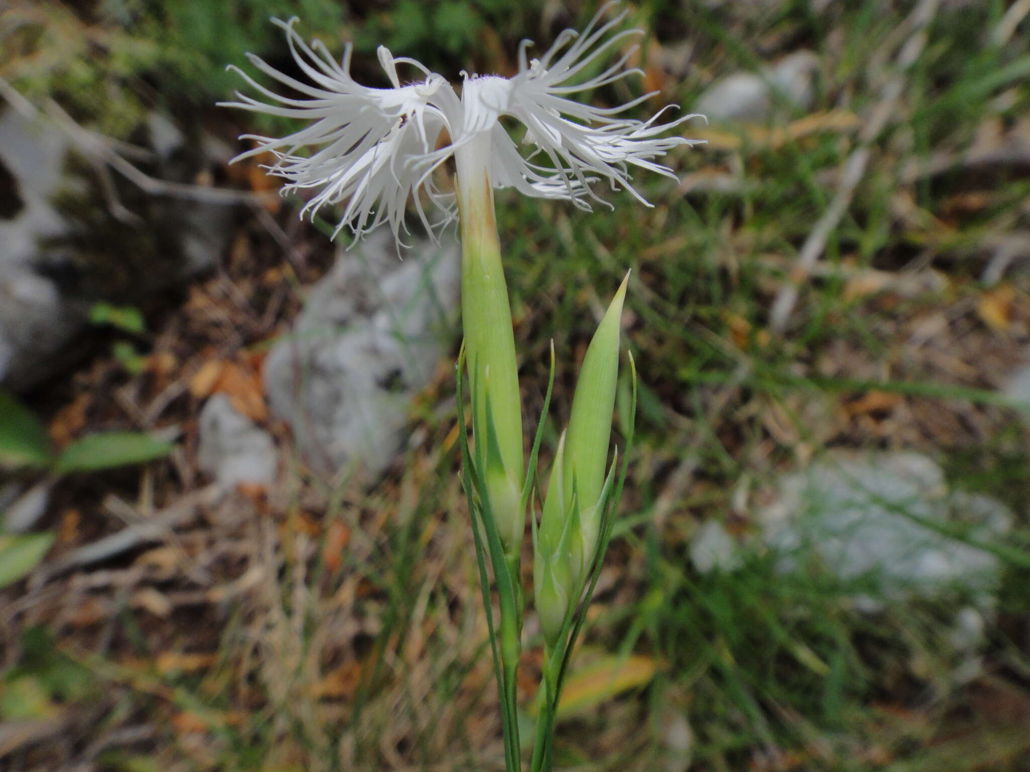 Imagem de Dianthus monspessulanus L.