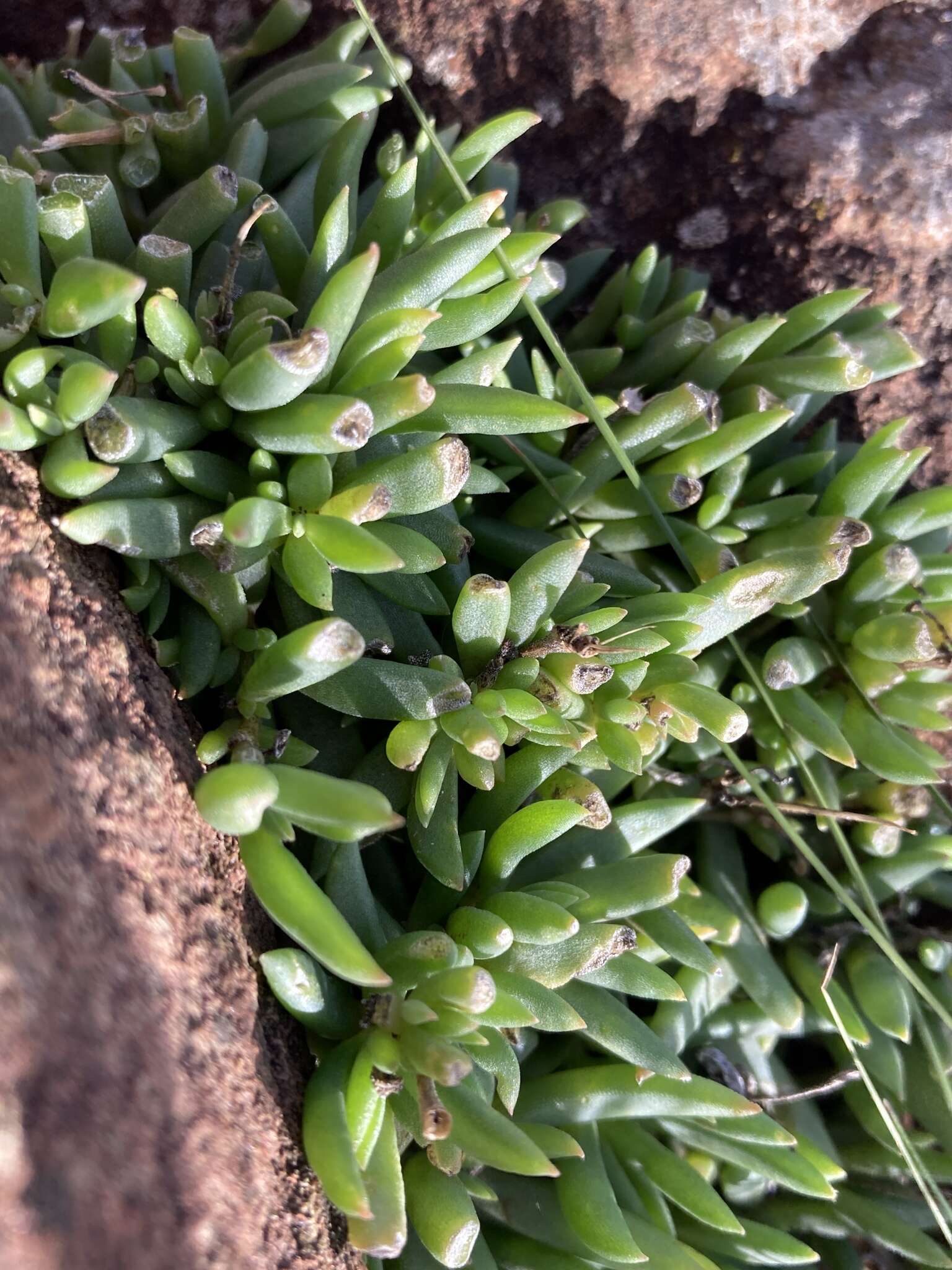 صورة Delosperma carterae L. Bol.