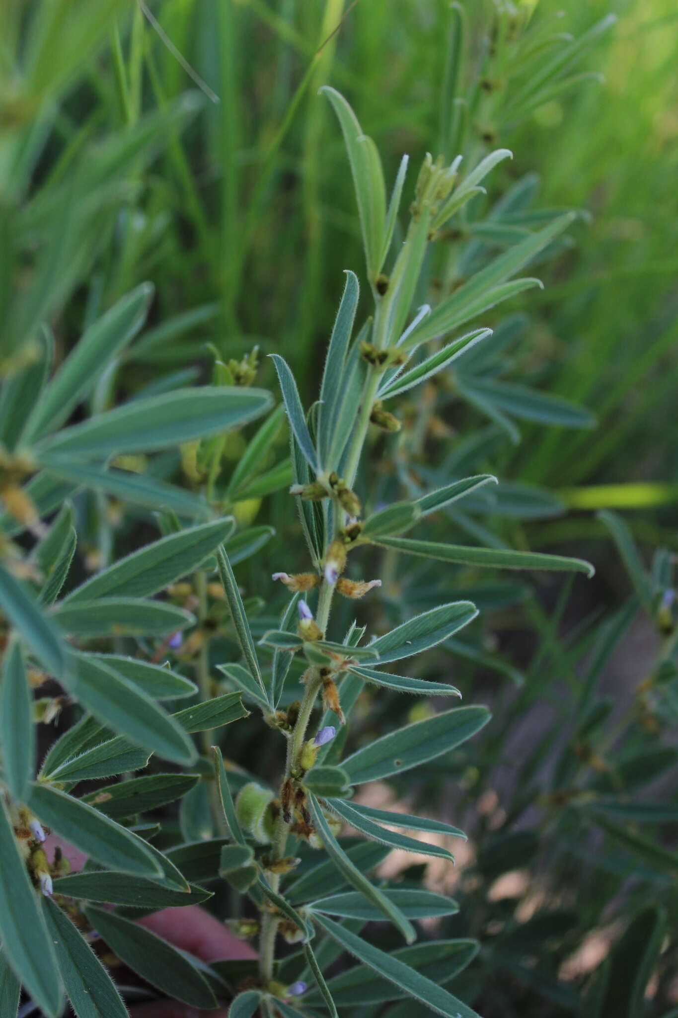 Image of Ptycholobium contortum (N. E. Br.) Brummitt