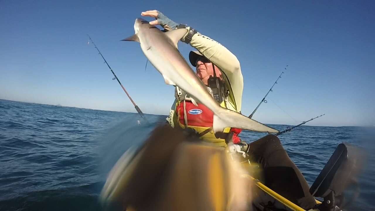 Image of Spottail Shark