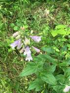 Image of longsepal beardtongue