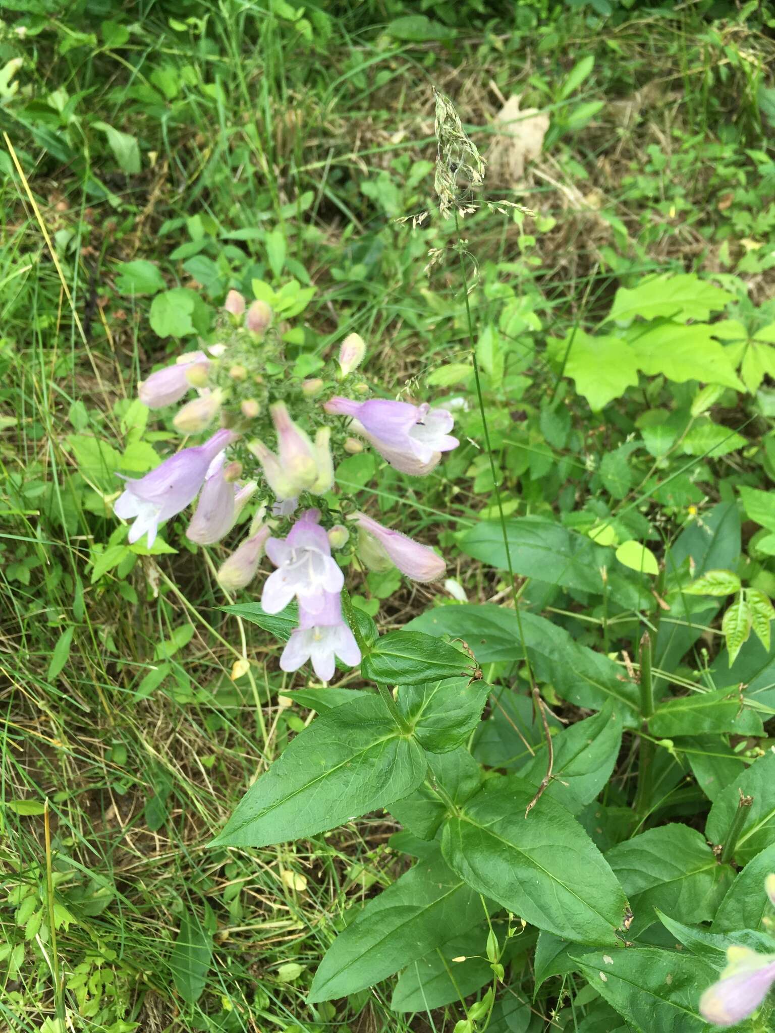 Image of longsepal beardtongue