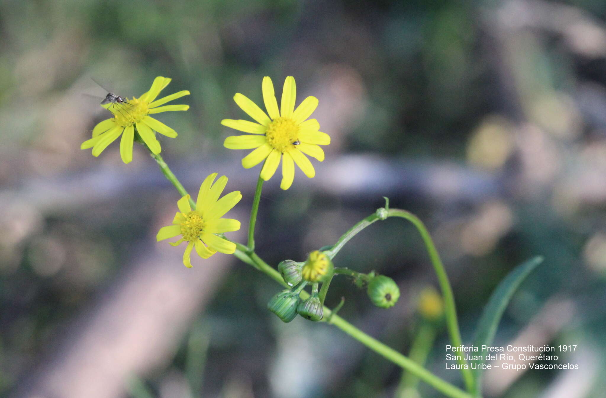 Imagem de Senecio inaequidens DC.