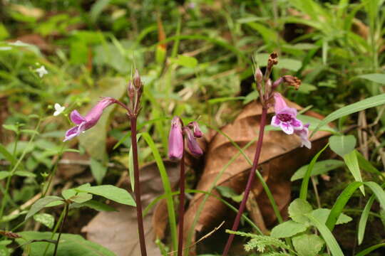 Image of Tetranema roseum (M. Mart. & Gal.) Standley & Steyerm.