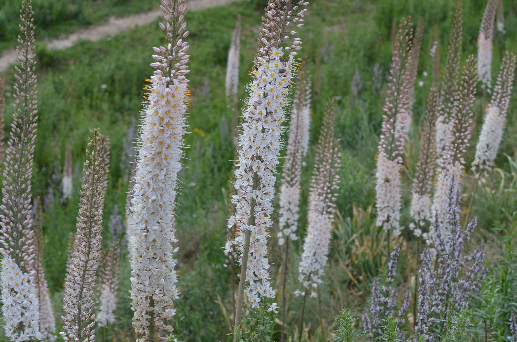 Image of Eremurus tianschanicus Pazij & Vved. ex Pavlov