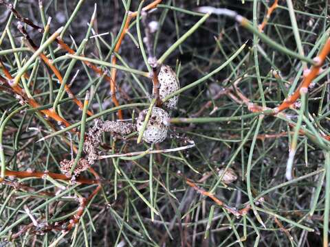 Image of Hakea mitchellii Meissn.