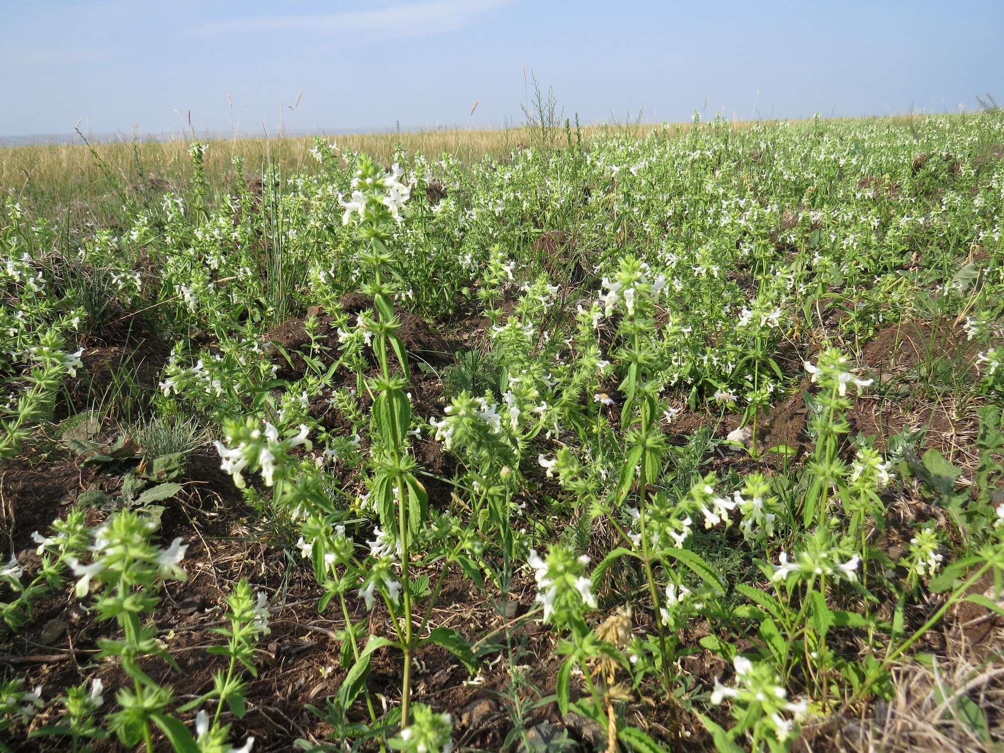 Stachys annua (L.) L.的圖片