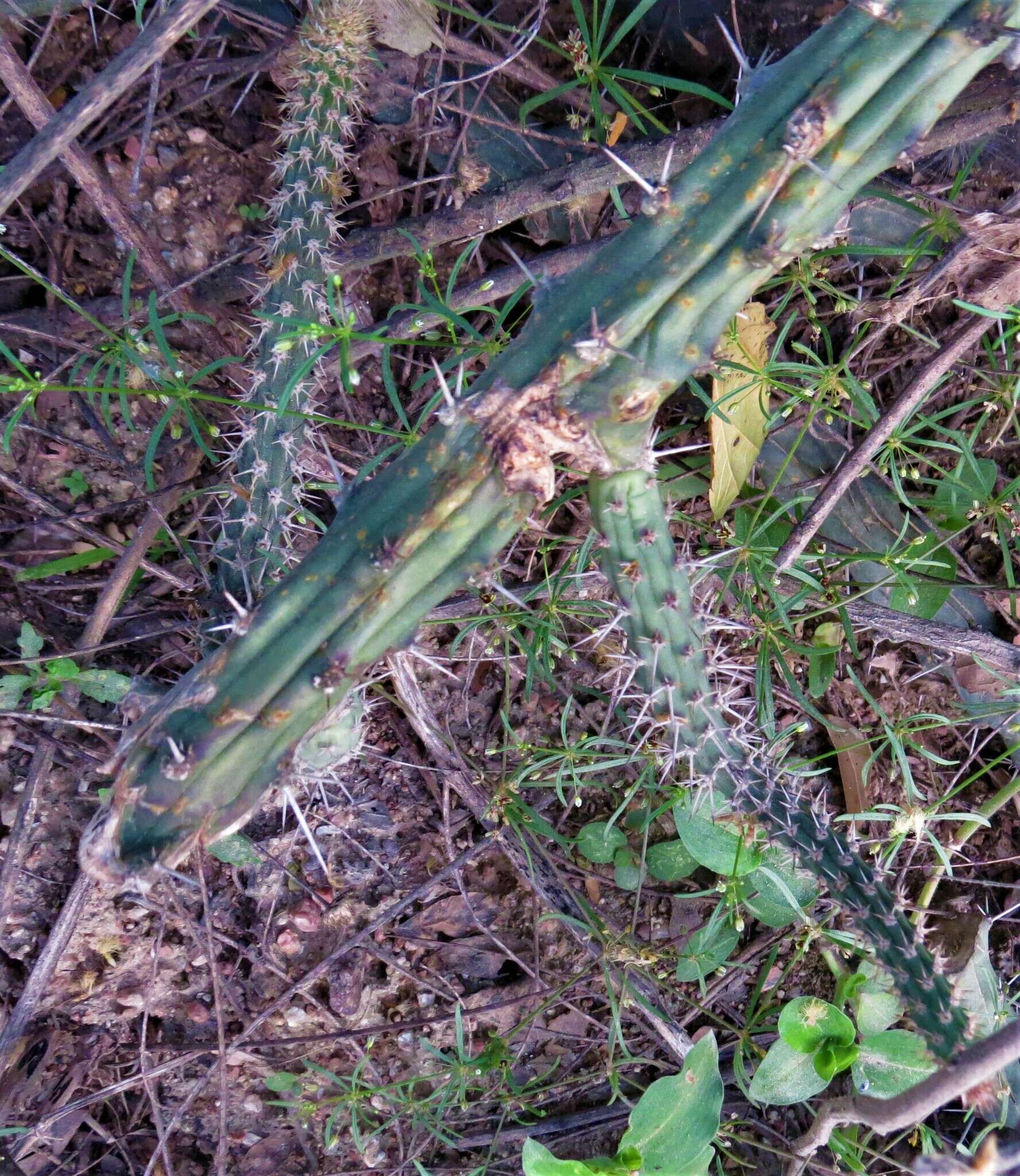 Image of Harrisia adscendens (Gürke) Britton & Rose