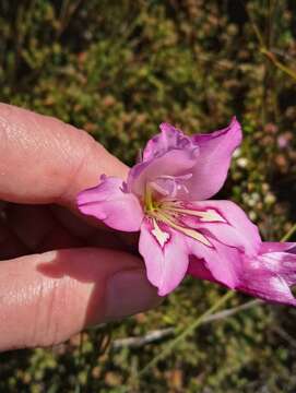 Image of Gladiolus ornatus Klatt