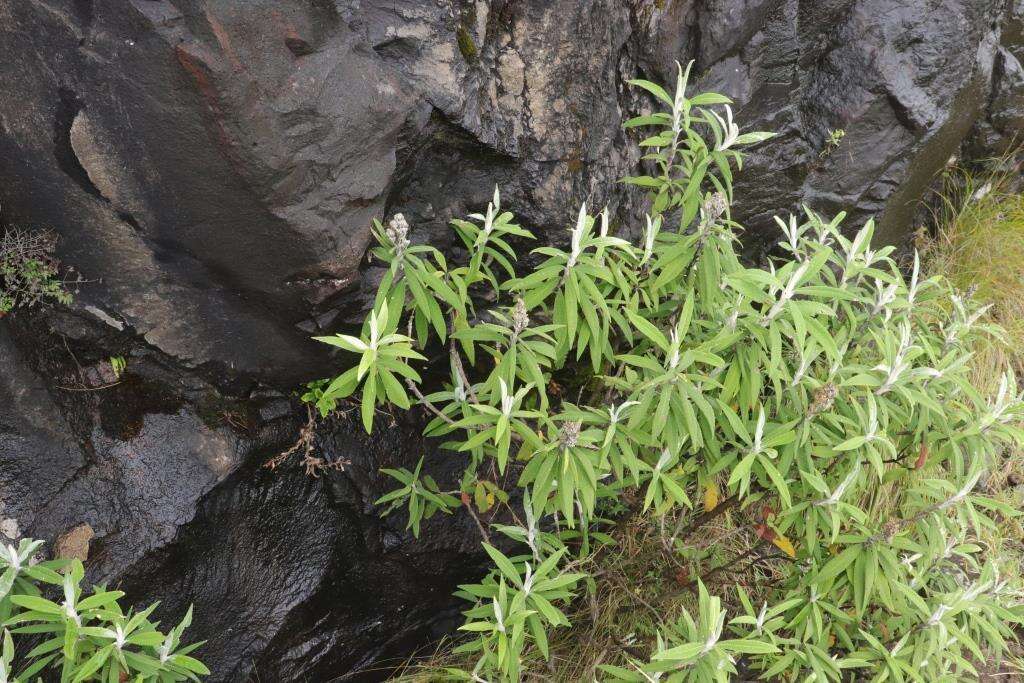 Image of Buddleja loricata Leeuwenberg