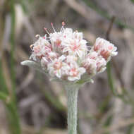 Image of fewflower buckwheat