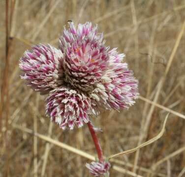 Image of Gomphrena flaccida R. Br.