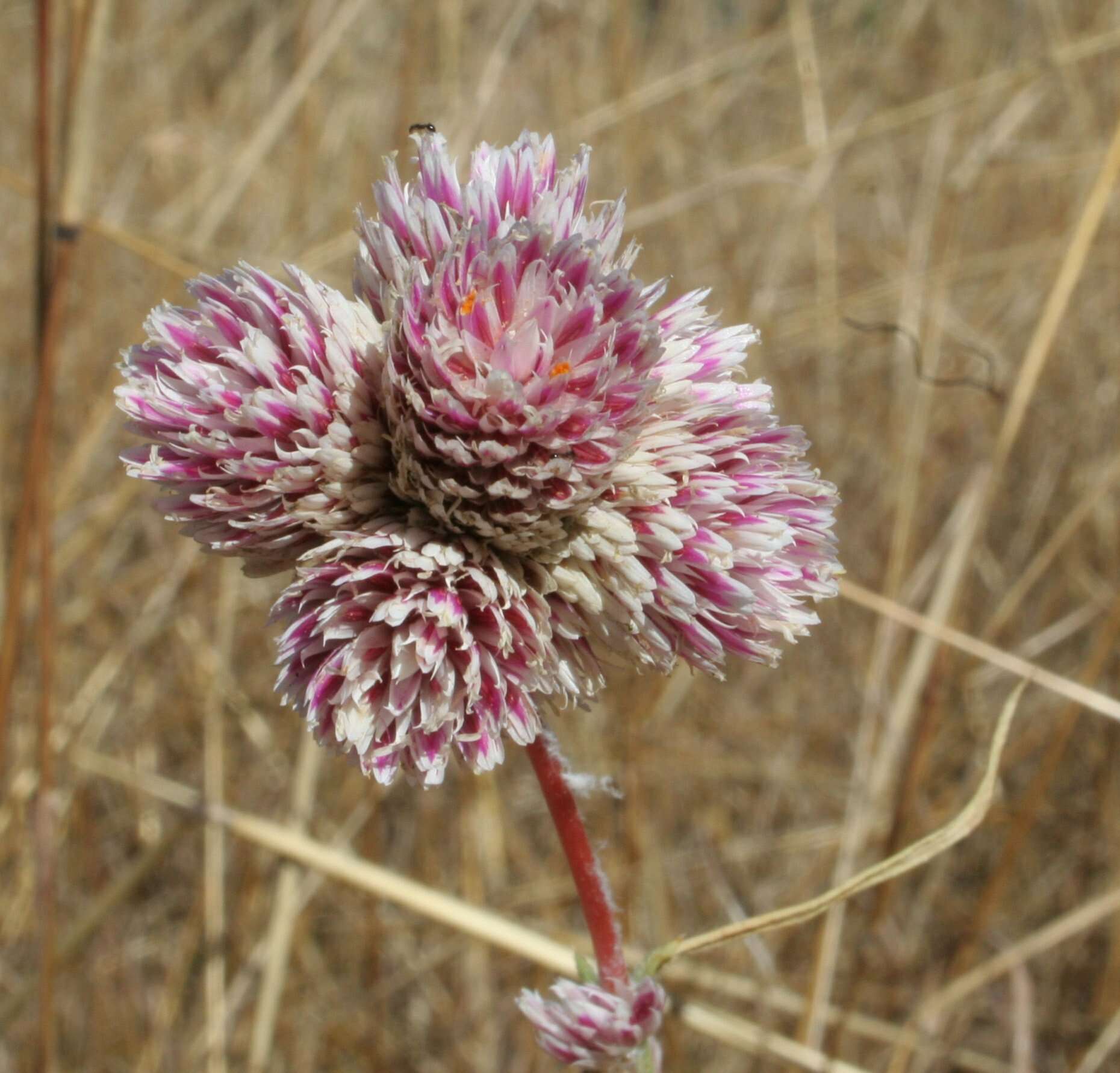 Image of Gomphrena flaccida R. Br.