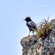 Image of Crested Black Tyrant