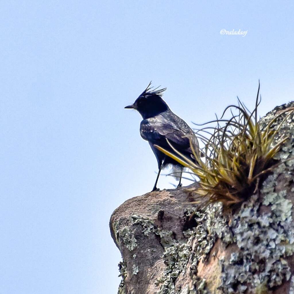 Image of Crested Black Tyrant