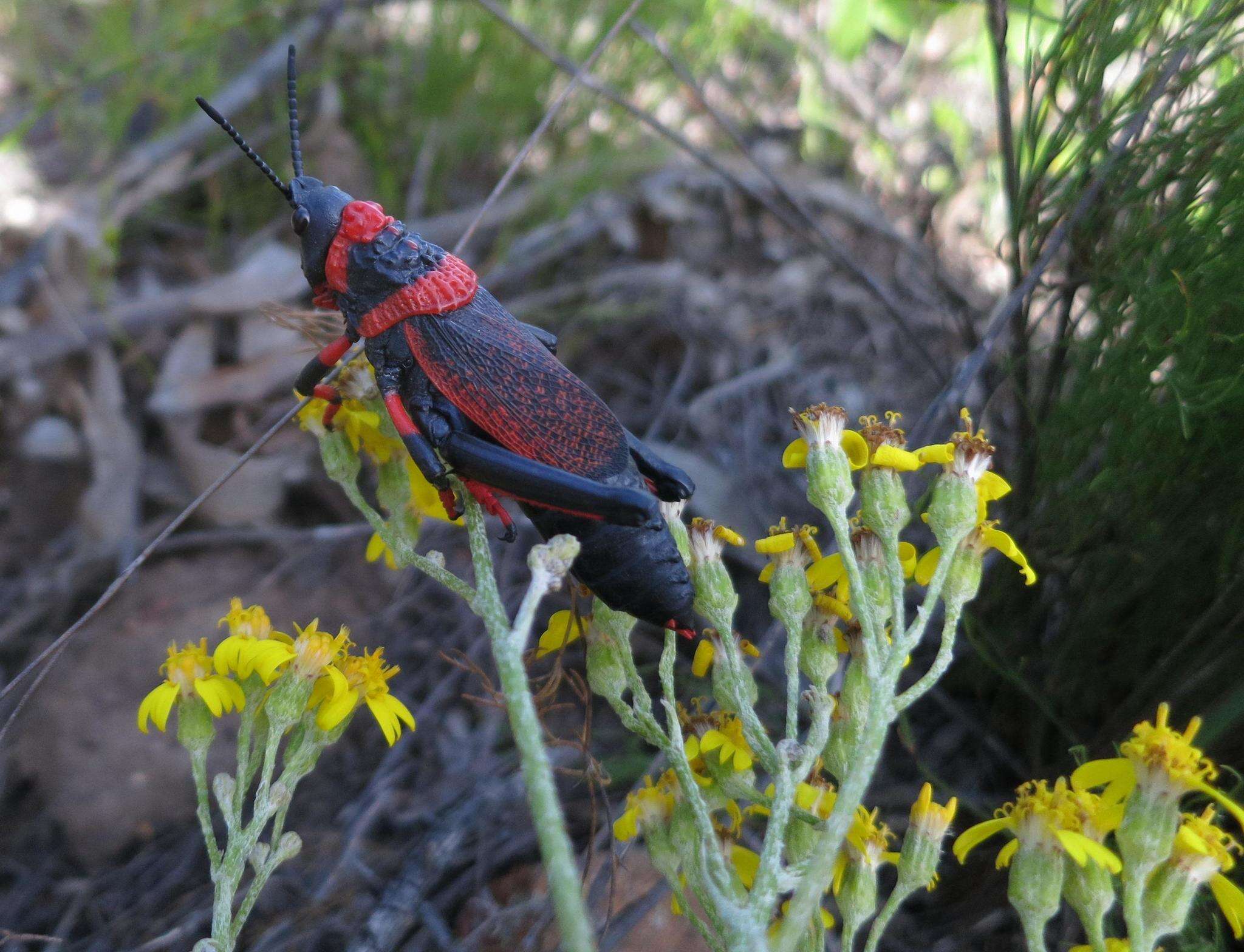 Image of Senecio crenatus Thunb.