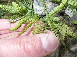 Image of Green Spleenwort