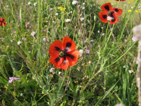 Image of Papaver dubium subsp. stevenianum (Mikheev) Kubat & Siposova