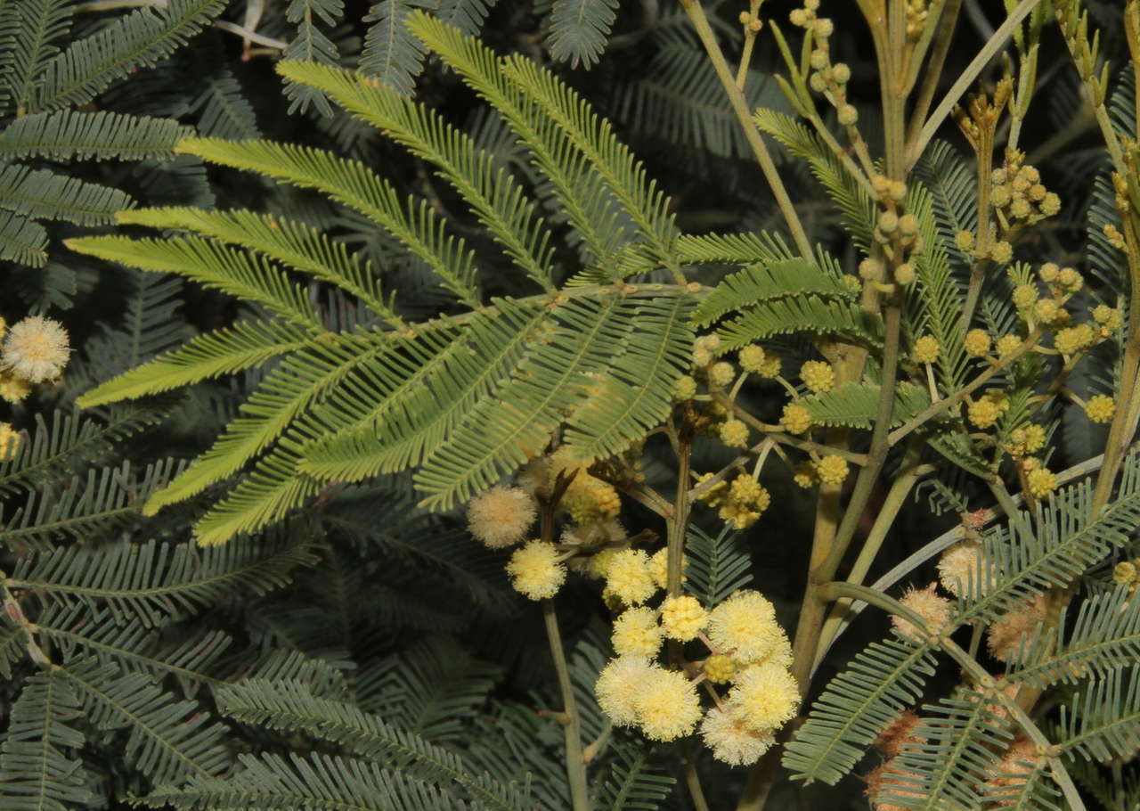 Image of Acacia deanei subsp. paucijuga (F. Muell. ex N. A. Wakef.) Tindale