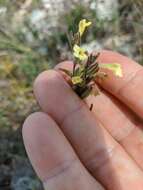 Plancia ëd Macrosyringion glutinosum (M. Bieb.) Rothm.