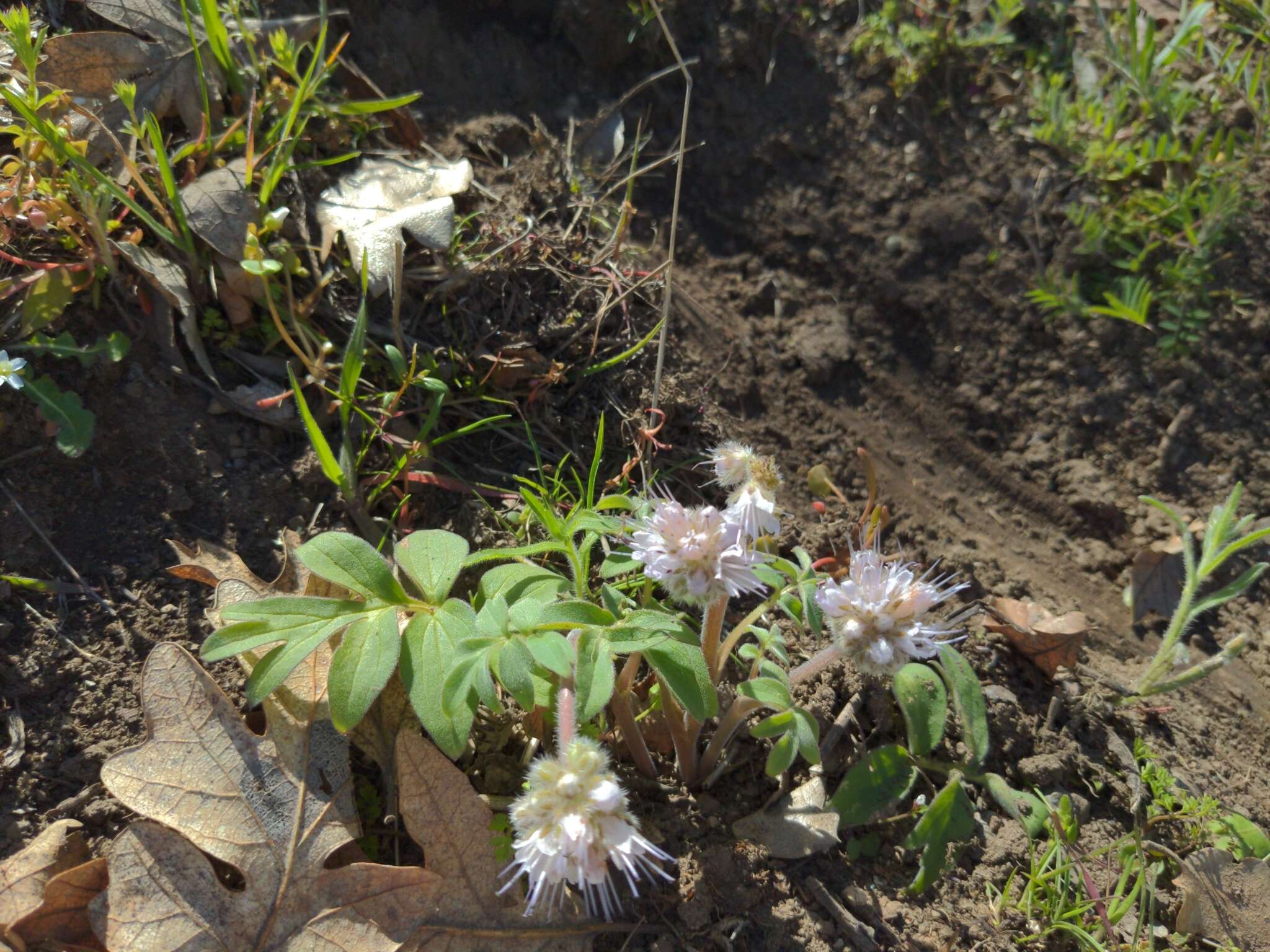 Image of Thompson's waterleaf