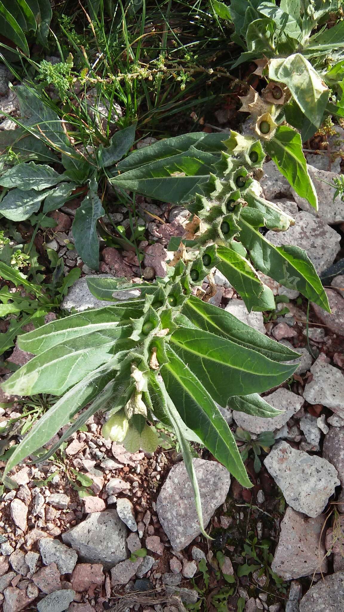 Image of black henbane