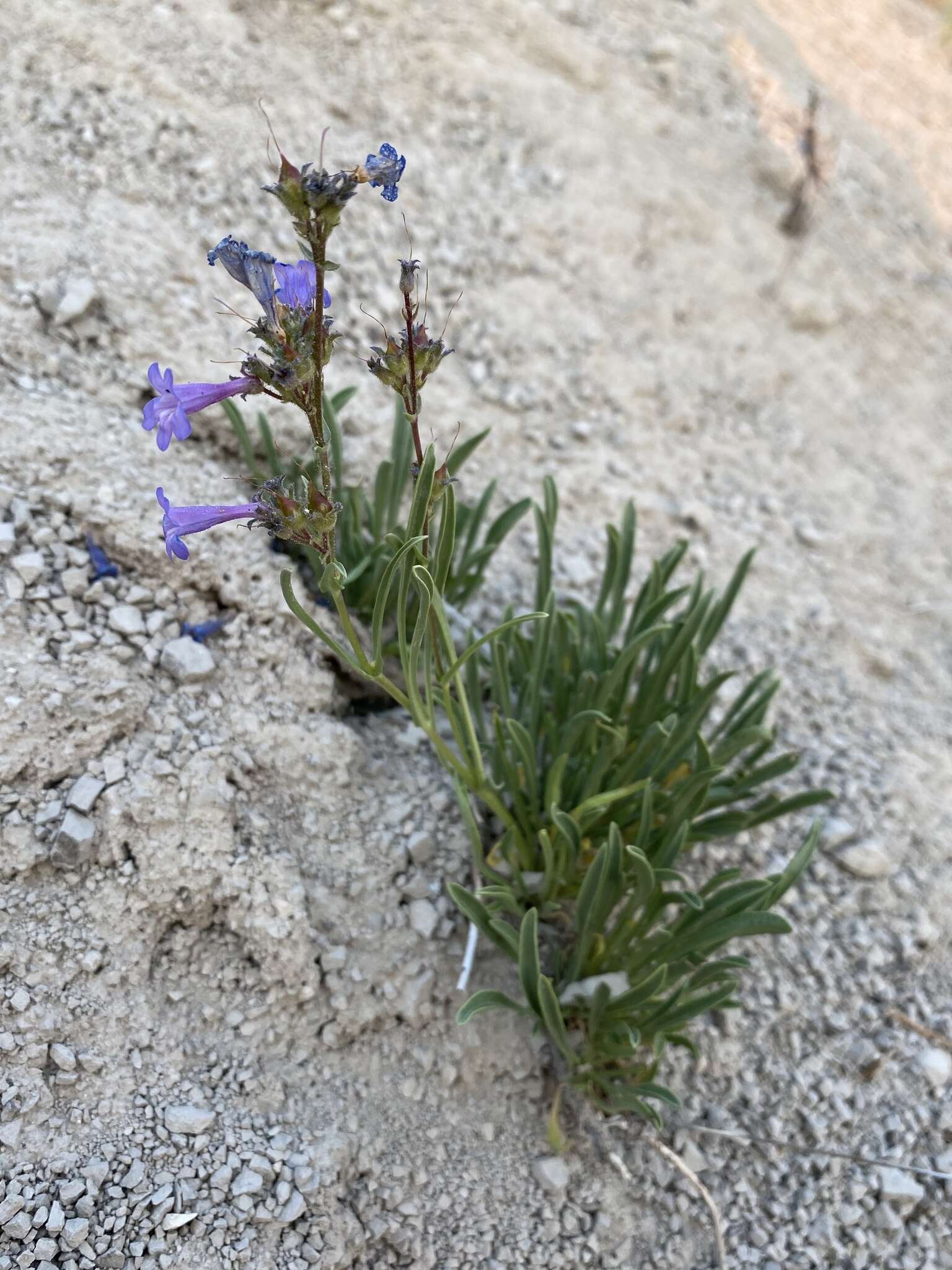 Image of stiffleaf penstemon