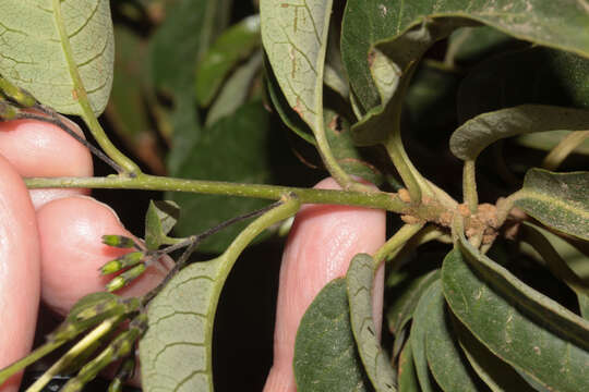 صورة Cestrum auriculatum L'Herit.