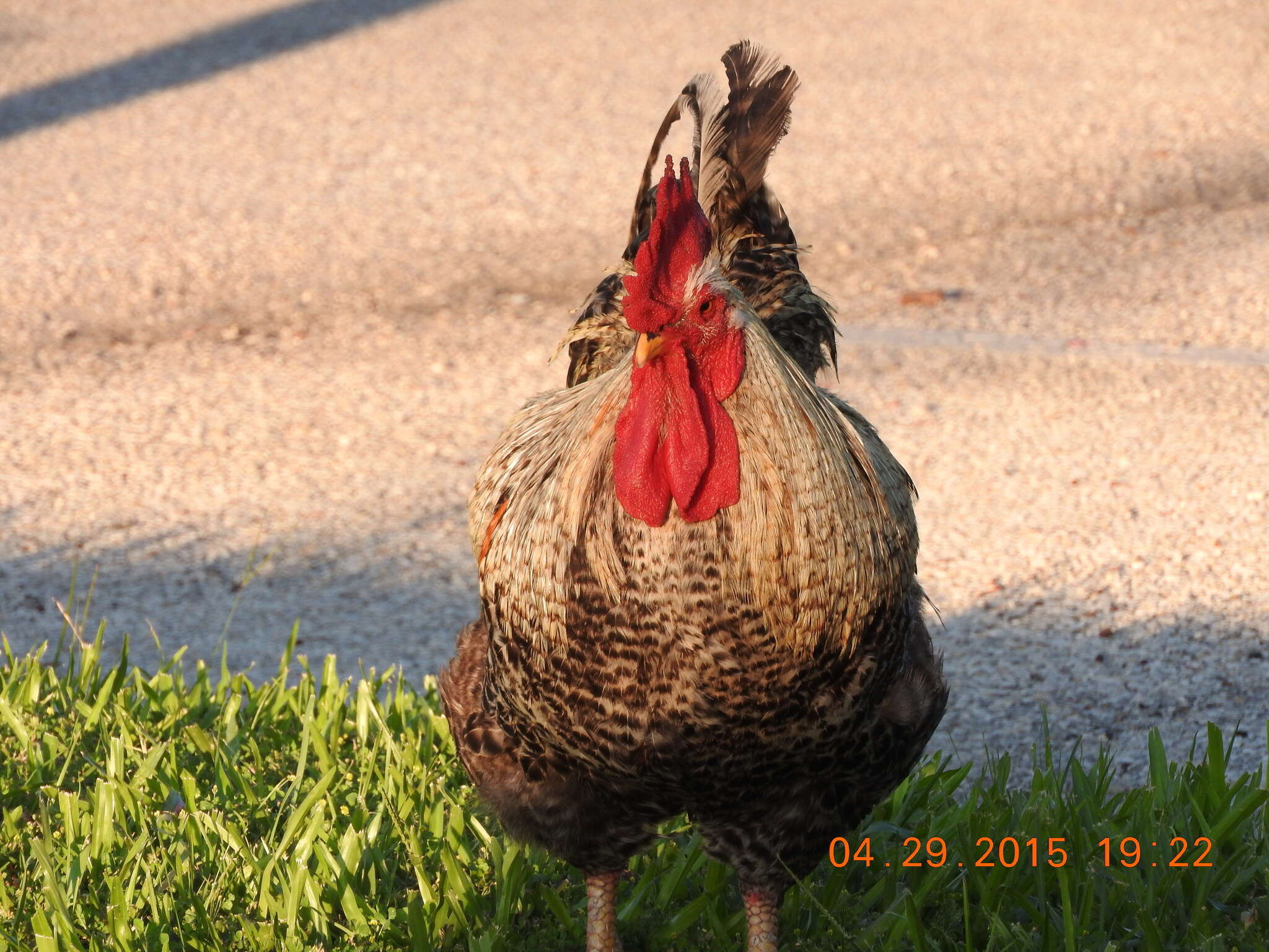 Imagem de <i>Gallus gallus</i> f. <i>domesticus</i>