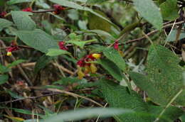 Image of Drymonia teuscheri (Raymond) J. L. Clark