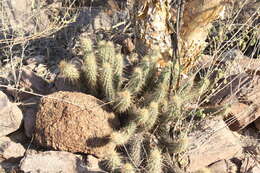 Image of Echinocereus brandegeei (J. M. Coult.) K. Schum.