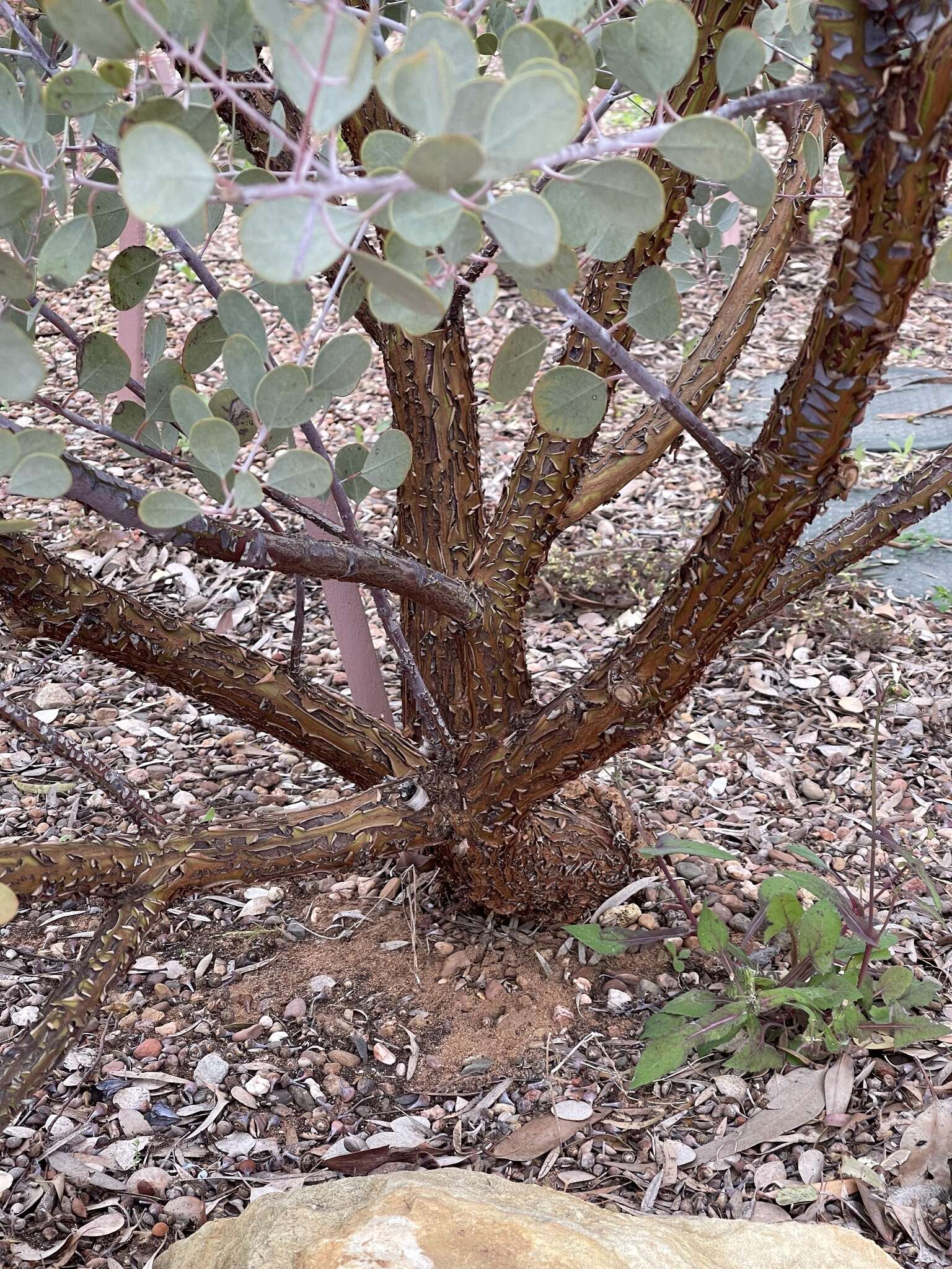 Image of Eucalyptus minniritchi D. Nicolle