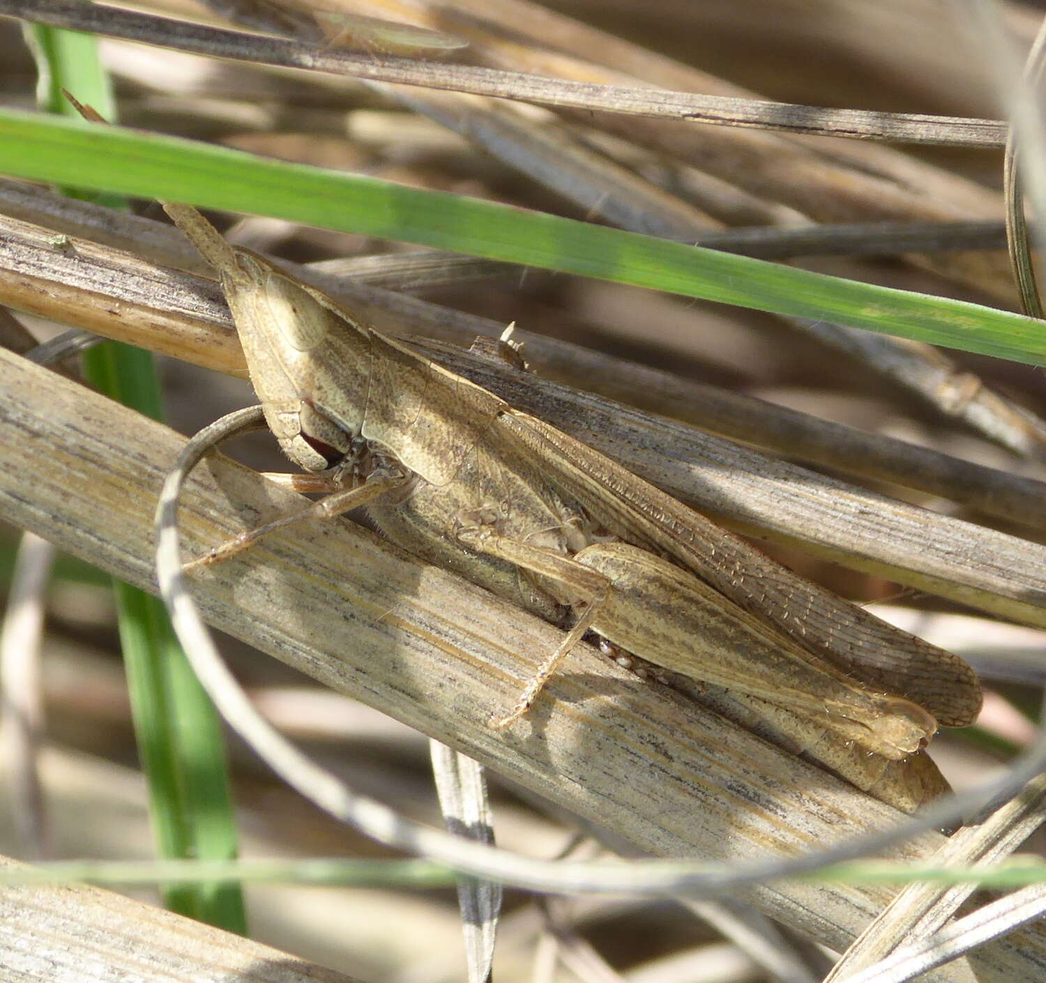 Plancia ëd Platypternodes brevipes (Stål 1876)